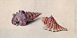 Study of Two Shells by John Ruskin